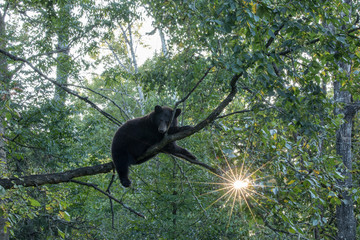 Wall Mural - bar cub in tree