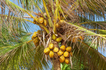 Poster - Beautiful Tropical Coconut Palm Tree on a Sky Background.