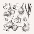 Ink drawn collection of garlic