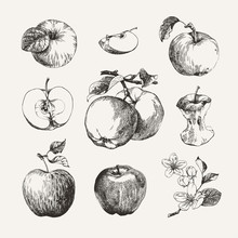 Ink Drawn Collection Of Apples