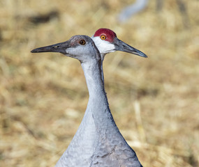 Wall Mural - Sandhill cranes (adult and juvenile) in alfalfa field adjacent to Rio Grande Nature Center, Albuquerque, New Mexico