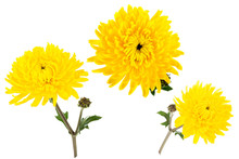 Set Of Three Bright Yellow Chrysanthemums Isolated On White Bachground. One Flower Shot At Different Angles