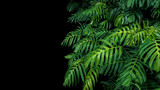 Fototapeta Sypialnia - Green leaves of native Monstera philodendron plant growing in wild, the tropical forest plant, evergreen vine on black background.
