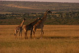 Fototapeta  - Safari Afrika Kenia