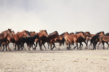 a plain with beautiful horses in sunny summer day in turkey. herd of thoroughbred horses. horse herd