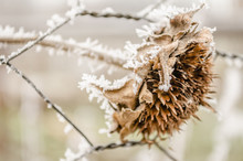 Frozen, Dried Flower Sunflower Covered With Snow 