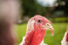 Organic Turkey Bird  Farm 