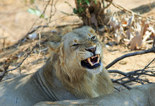 Male Lion Snarling With Teeth Visibly On Show In South Luangwa National Park, Zambia