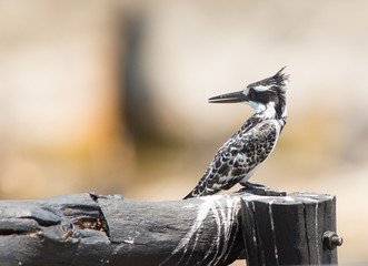 Pied Kingfisher perched on a wooden post iin Malawi, southern africa