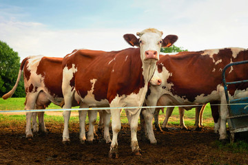 Cows in meadow standing before milking operation