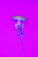 Jellyfish Aquarium Toronto
