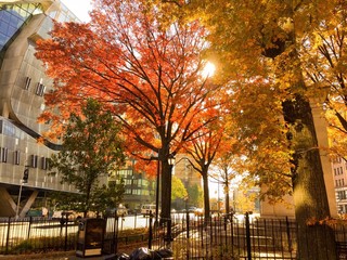 trees at park in autumn vintage, new york