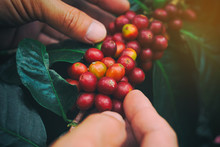 Hands Holding Organic Red Berries Coffee Beans.