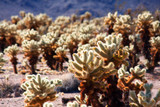 Fototapeta Do akwarium - Cholla Cactus forest