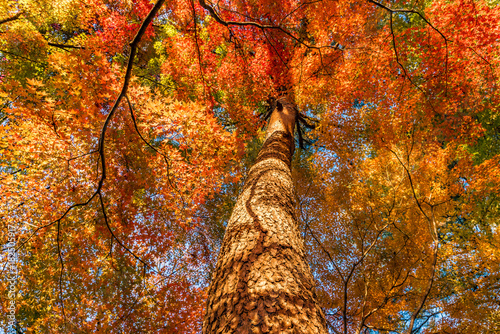Fotomural Autumn leaves in Musashi-Kyuryo National Government Park, Japan