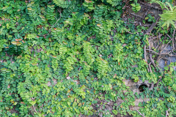 Grass background leaves on the wall, natural decoration.