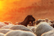 dark goat with sheep herd  at dawn