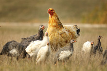 Domestic Hen With Guineafowl Flock