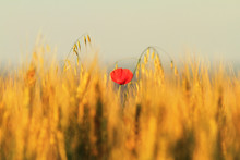 Single Red Poppy In Wheat Field