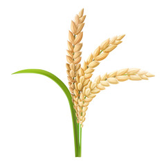 Rice ear realistic vector illustration