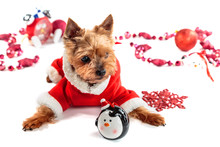 Yorkshire Terrier Dressed As Santa Claus On A Light Background