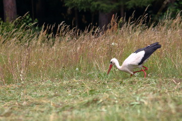 Canvas Print - white stork