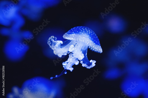 jellyfish - white spotted jellyfish on black background Poster Mural XXL