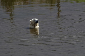 Poster - polar bear