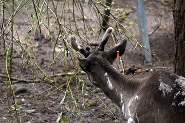 Wall Mural - reindeer