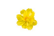 yellow cosmos flower isolate on white background with path