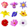 collection of various red, white, pink, violet and yellow flower contain hibiscus, orchid, rose, lily, chrysanthemum , lotus, Pea flowers, cosmos, gerbera with paths