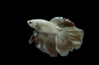 isolated white siamese, betta fish on black background with paths