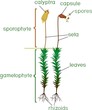 Structure of female plant of haircap moss (gametophyte with sporophyte) with titles
