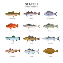 Sea Fish Set. Vector Illustration Of Different Types Of Saltwater Fish, Such As Pink Salmon, Pollock, Gilt-head Bream, Rockfish, Mackerel, Sea Bass, Keta, Codfish. Isolated On White.