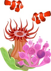 Wall Mural - Pair of clownfish and Bubble-tip anemone on white background