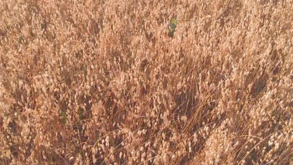 Wall Mural - a mature cereal crop close-up, agriculture