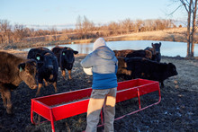 Cattle Farmer Feeding His Livestock Dried Feed