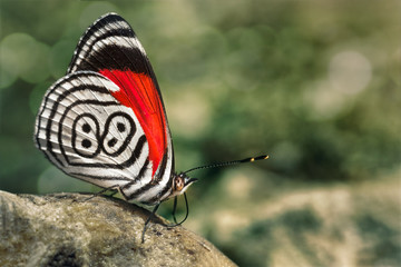 butterfly diaethria also called 88