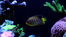 Regal Angelfish In Reef Aquarium Tank