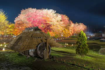 The old style hut in Momiji maple tunnel corridor on Japanese autumn maple red Color leaf on the tree when the leaves change colorful on every November near Kawaguchiko lake Japan.