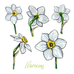 Wall Mural - set of different flowers of narcissus. hand drawn sketch. template for your floral design