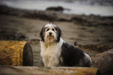 Polish Lowland Sheepdog Outdoor Portrait Standing On Beach With Logs
