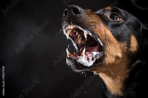 Fotografía Ferocious Rottweiler barking mad on black background.