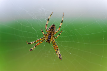 spider on web