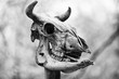 Animal skull in black and white