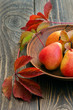 autumn ripe pears in leaves on a dark wooden background