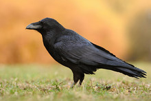 The Common Raven (Corvus Corax), Also Known As The Northern Raven, All-black Passerine Bird. A Raven Is One Of Several Larger-bodied Species Of The Genus Corvus.