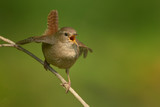Fototapeta Zwierzęta - The Eurasian wren (Troglodytes troglodytes) is a very small bird, and the only member of the wren family Troglodytidae found in Eurasia and Africa. Singing