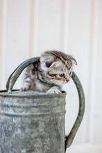 Little Kitten Plays On The Metal Watering Can.