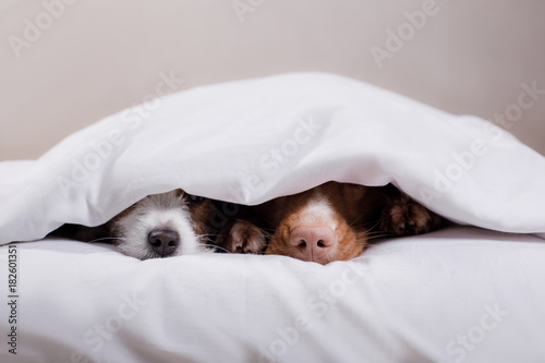 Plakat Pies Jack Russell Terrier i Nova Scotia kaczka tolling Retriever leżący na łóżku